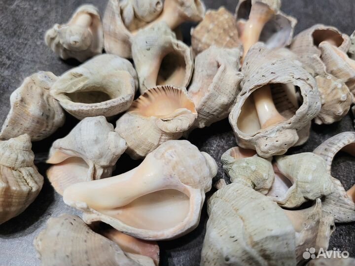 Ракушки морские в ёмкости