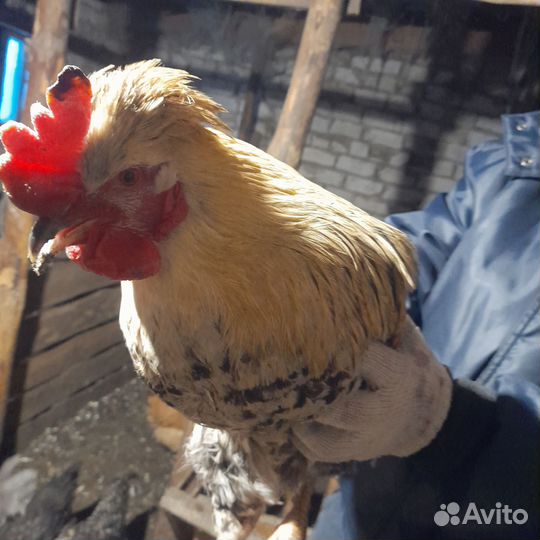 Продам домашних молодых петухов, гусиные яйца