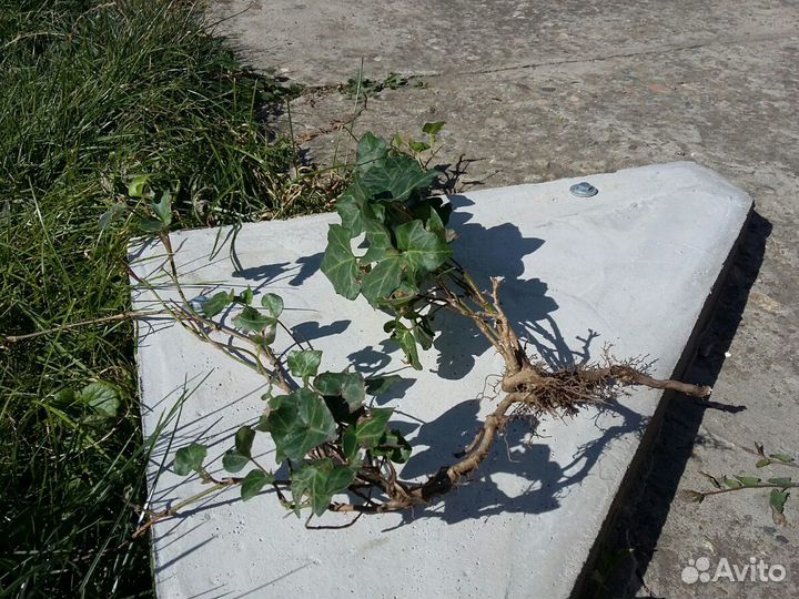 Плющ садовый