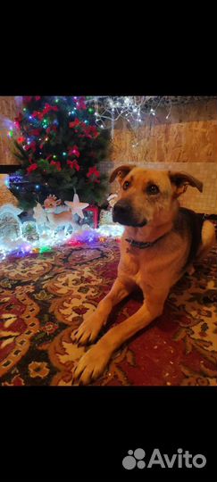 Собака Айкуся ищет дом