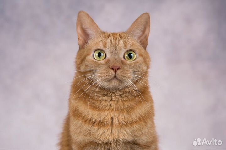 Рыжая кошка Броша