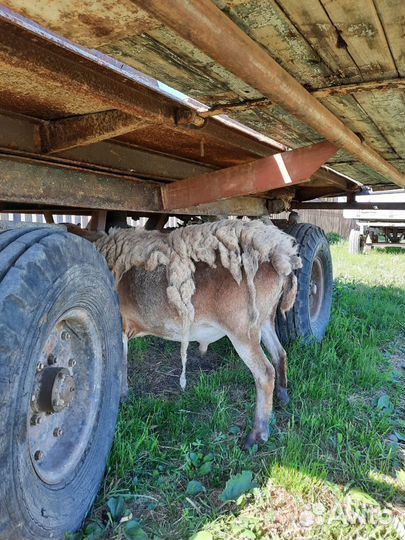 Бараны катумские