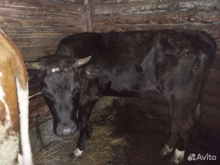 Телки нетели