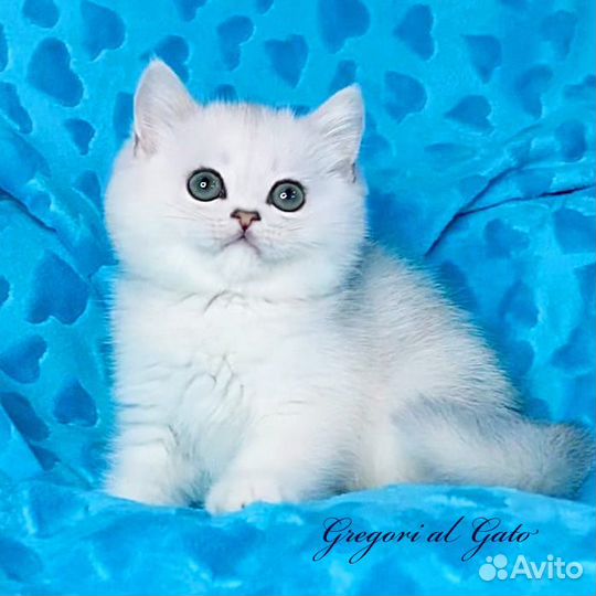 Британская шиншилла элитные клубные котята