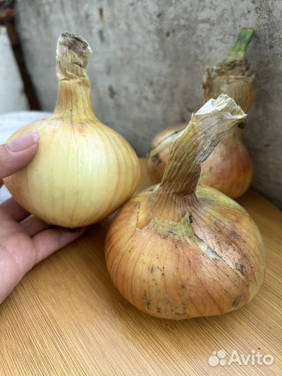 Лук репчатый, чеснок