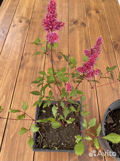 Астильба японская Монтгомери