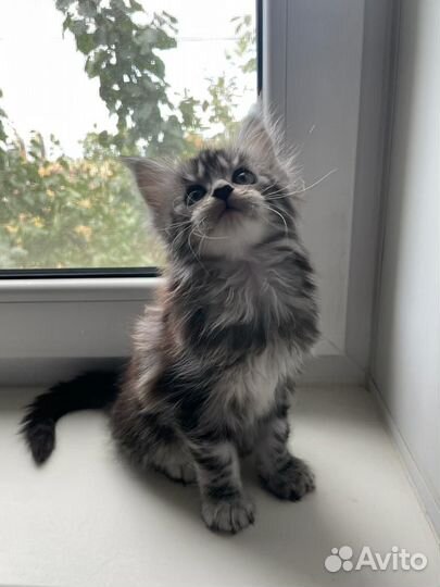 Мейн-кун девочка