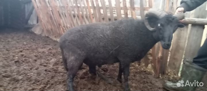 Баранчик и племенной баран