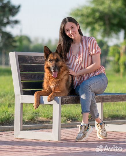 Дрессировка собак, Хендлер