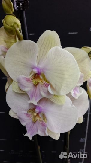 Орхидея сортовая