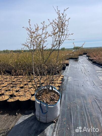Саженцы голубики 1.5-5 лет от производителя оптом