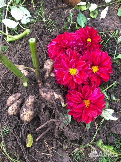 Георгины клубни