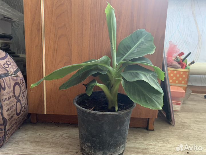 Карликовый банан