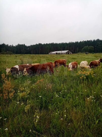 Участок 3,5 га (СНТ, ДНП)