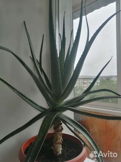 Алоэ кометический