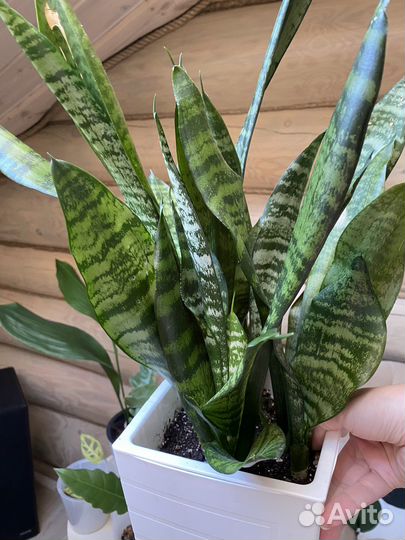 Сансевиерия Трифасциата