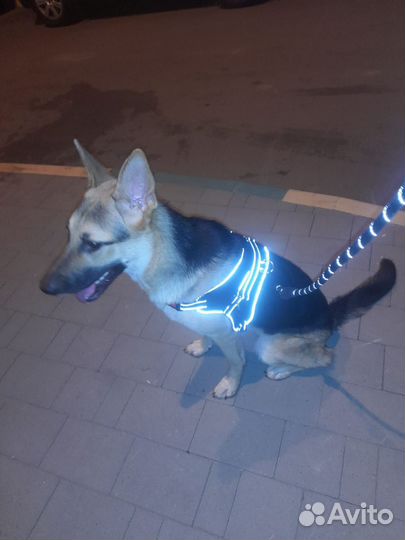 Немецкая овчарка