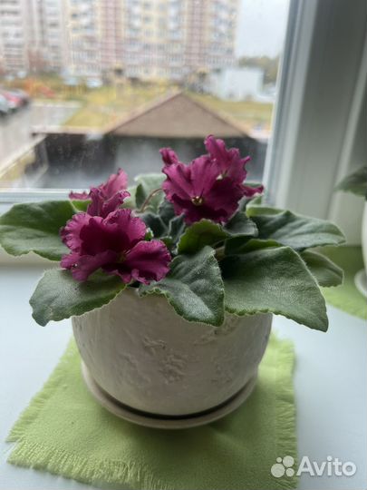 Фиалка в горшках