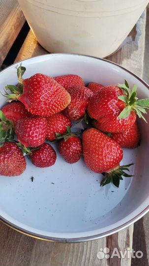 Рассада клубники гигант, малина и ежевика сортовые