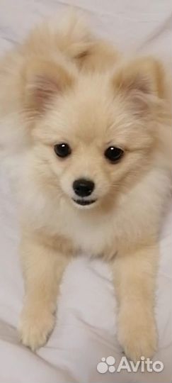 Мини шпиц девочка