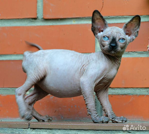 Девочка сфинкс