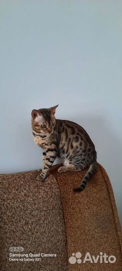 Ищу кота для вязки