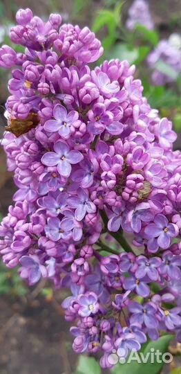 Саженцы сирени- Сирень обыкновенная