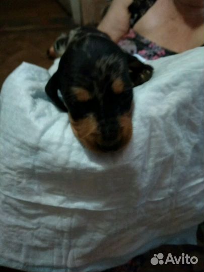 Такса вязка