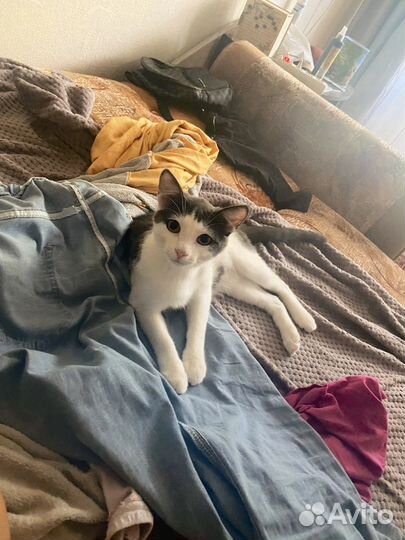 Коты в добрые руки