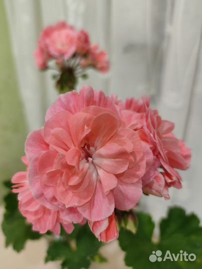 Пеларгония герань