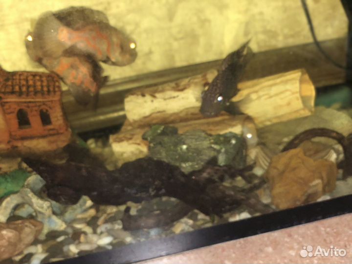 Аквариумы от 10-300 литров