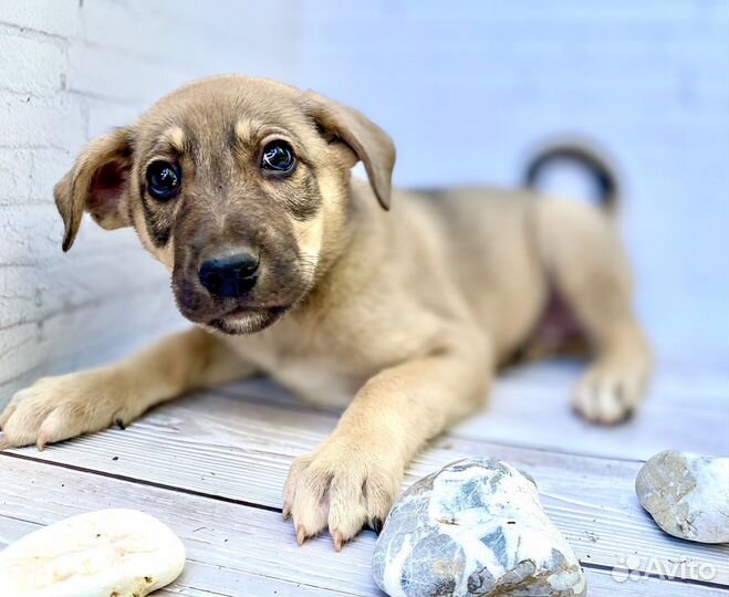 Щенки в добрые руки