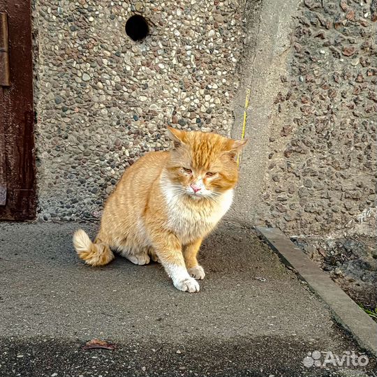 Рыжий бродяга в беде