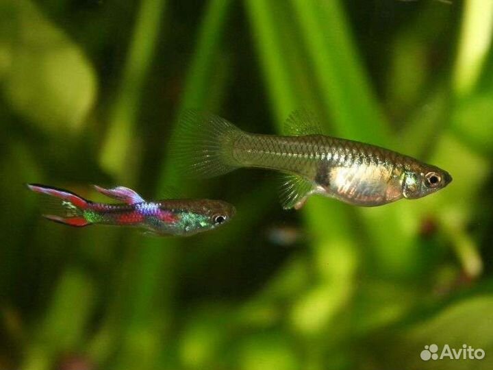 Гуппи Роголистник анцитрус Меченосец
