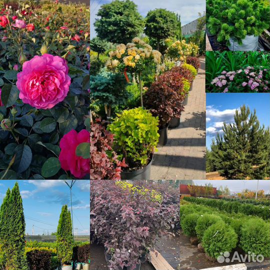 Декоративные растения для сада