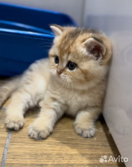 Шотландские котята