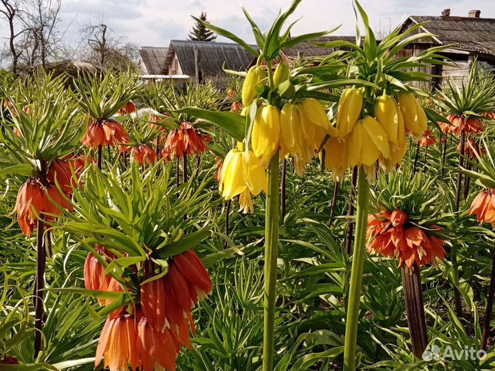 Луковицы рябчиков