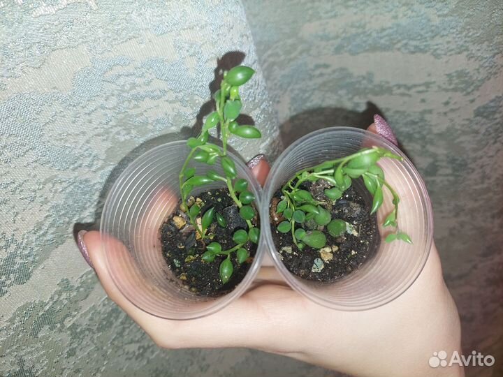 Сциндапсус, монстера, филодендрон