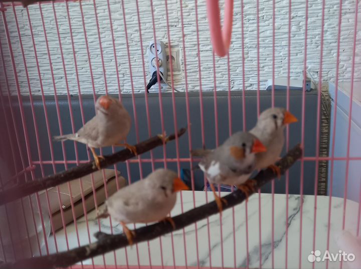 Продам птичек зебровые амадины