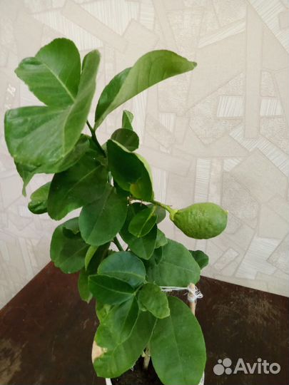 Лимон с плодом