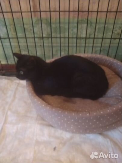 Отдам кошечку Мию