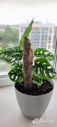 Монстера манки маск (Monstera Monkey Mask)