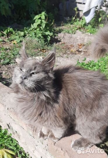 Котята мейн-кун