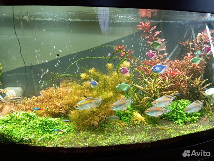 Аквариумные растения прополка