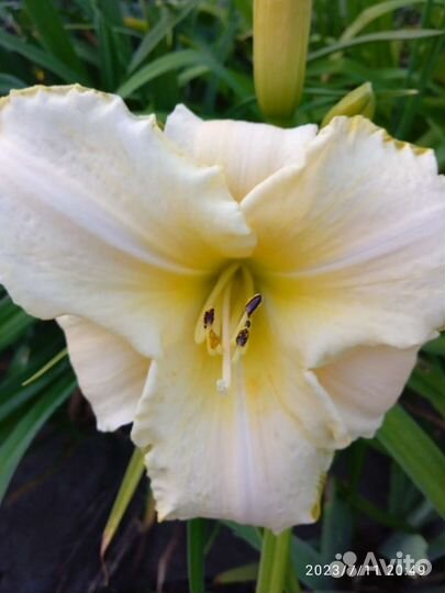 Лилейники сортовые