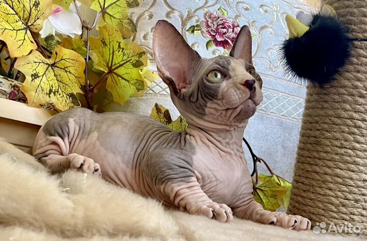 Бамбино. мальчик