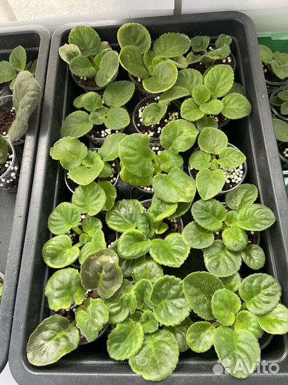 Детки сортовых фиалок