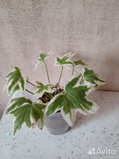 Пестролистные пеларгонии- триколор