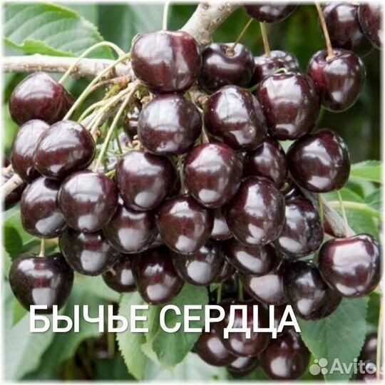 Черешня саженцы