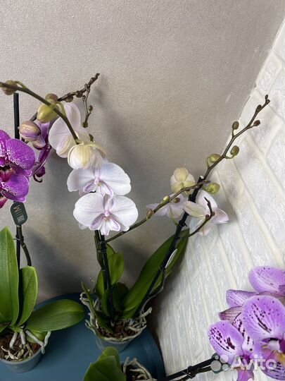 Орхидея фаленопсис цветы
